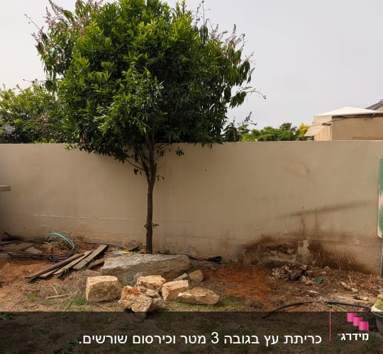 עץ גזום ליד קיר עם אבנים וכלים בגינה